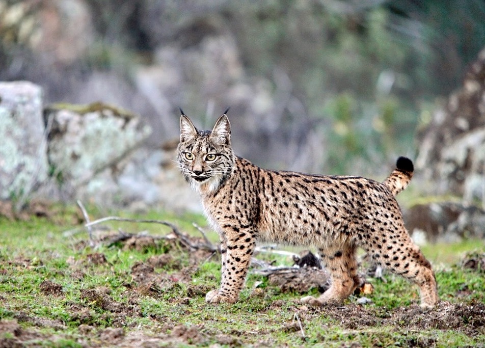 Lince Ibérico