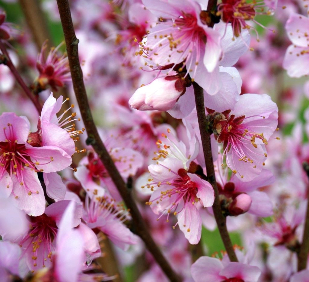 Amendoeiras em flor