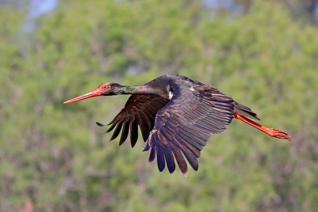 Cegonha Preta - Stephen Daly