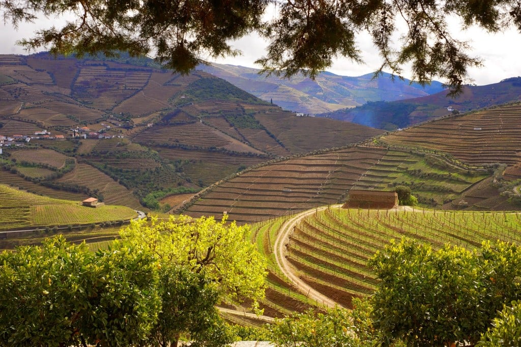 vinhas do Douro