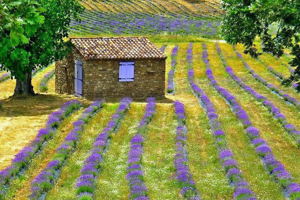 Castelo de Vide - Quinta das Lavandas