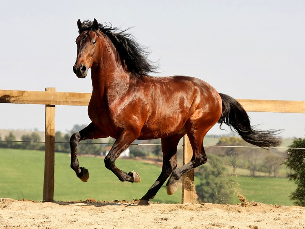 Puro Sangue Lusitano Um Dos Cavalos Mais Bonitos Do Mundo VortexMag Puro Sangue Lusitano Um Dos Cavalos Mais Bonitos Do Mundo VortexMag