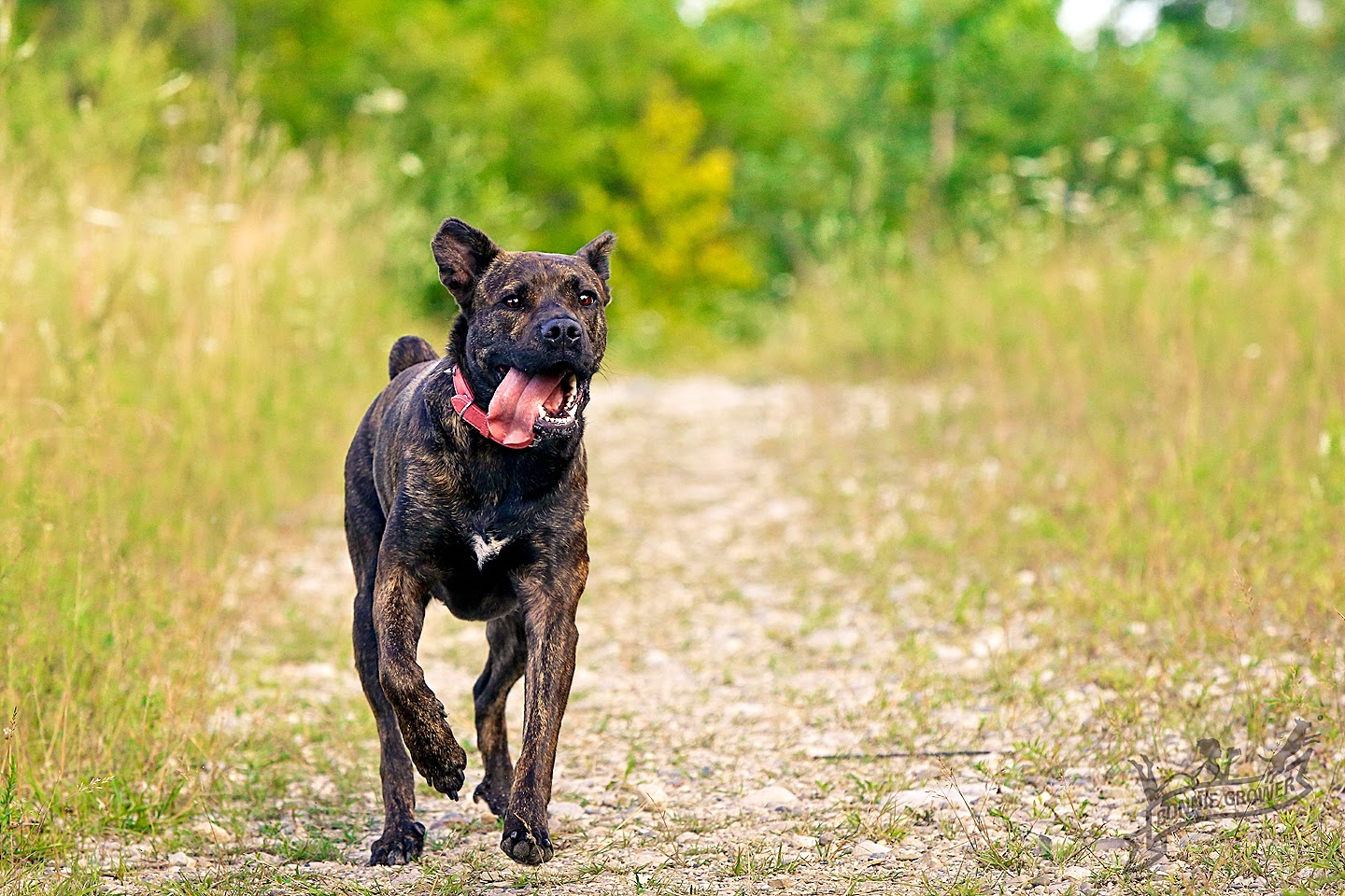 Raças de cães portugueses