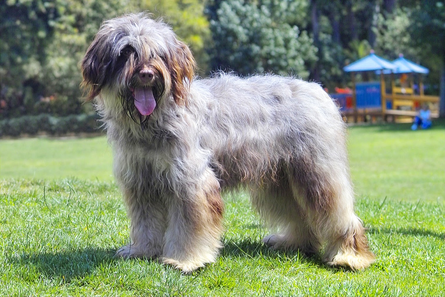 Cão da Serra de Aires