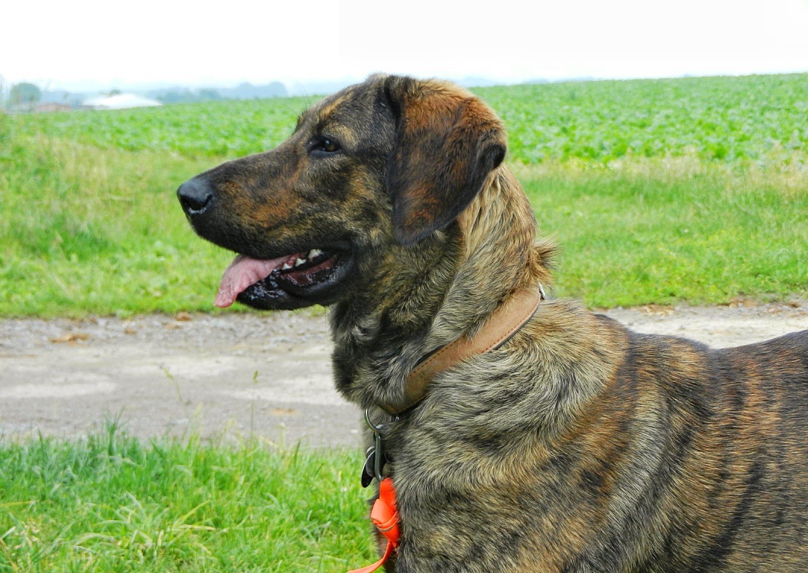 Cão de Castro Laboreiro