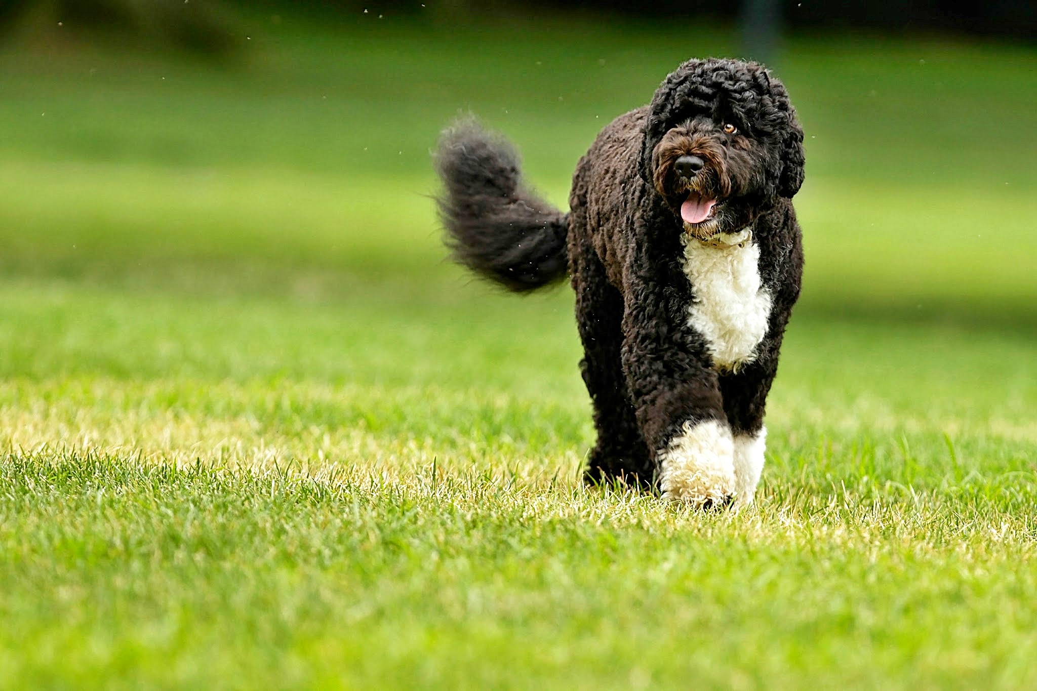 Raças de cães portugueses