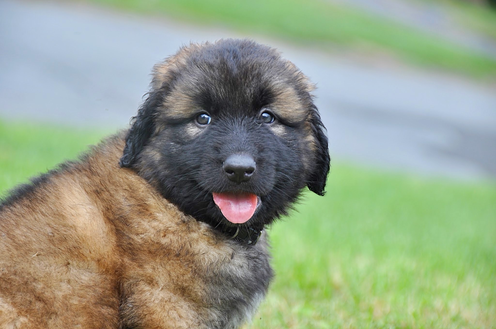 Raças de cães portugueses