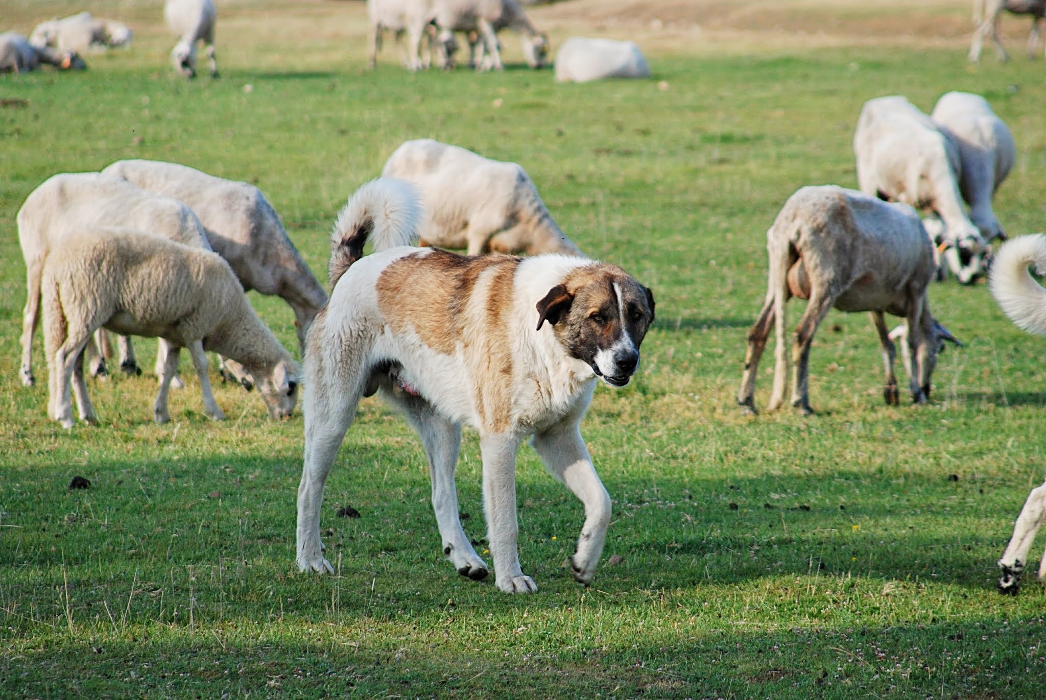 Cão de gado transmontano