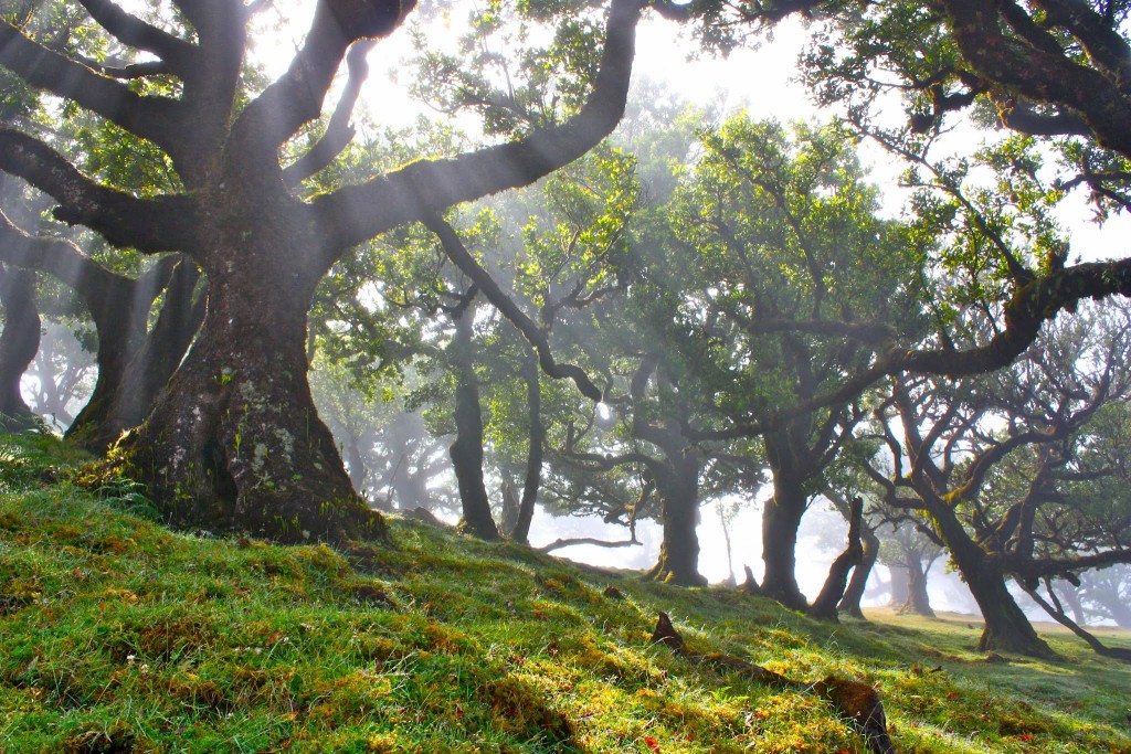 Laurissilva da Madeira