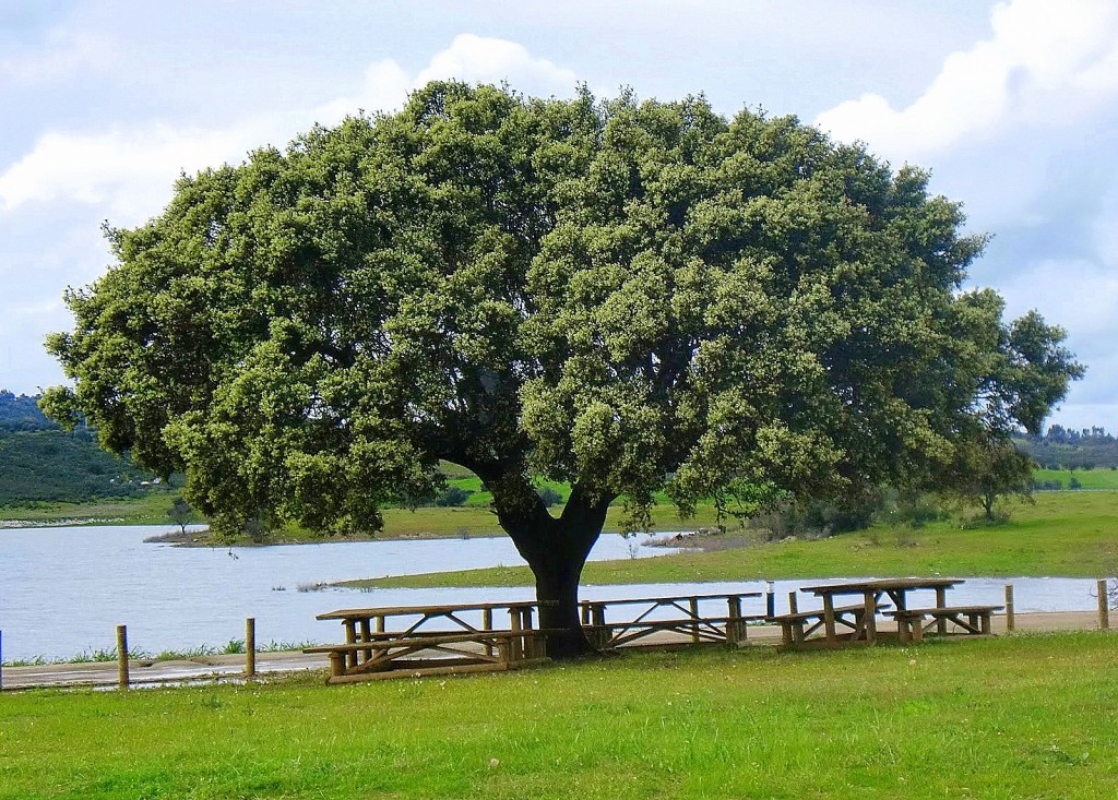 árvores mais especiais de Portugal