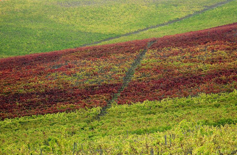 Rota do vinho do Ribatejo