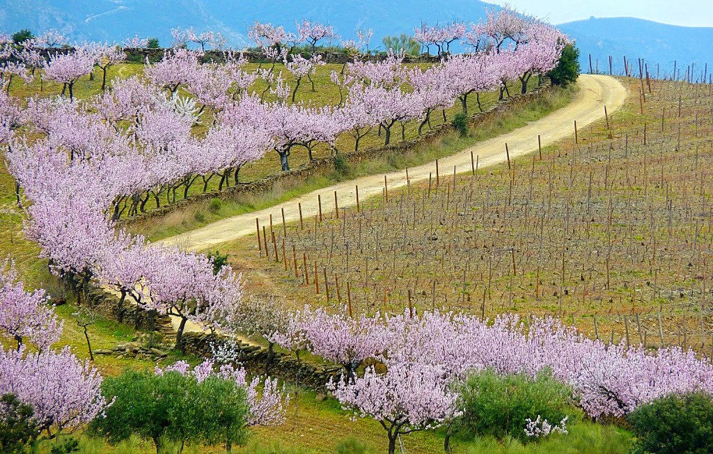 Amendoeiras em Flor no Douro