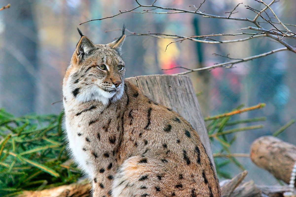 Lince da Malcata