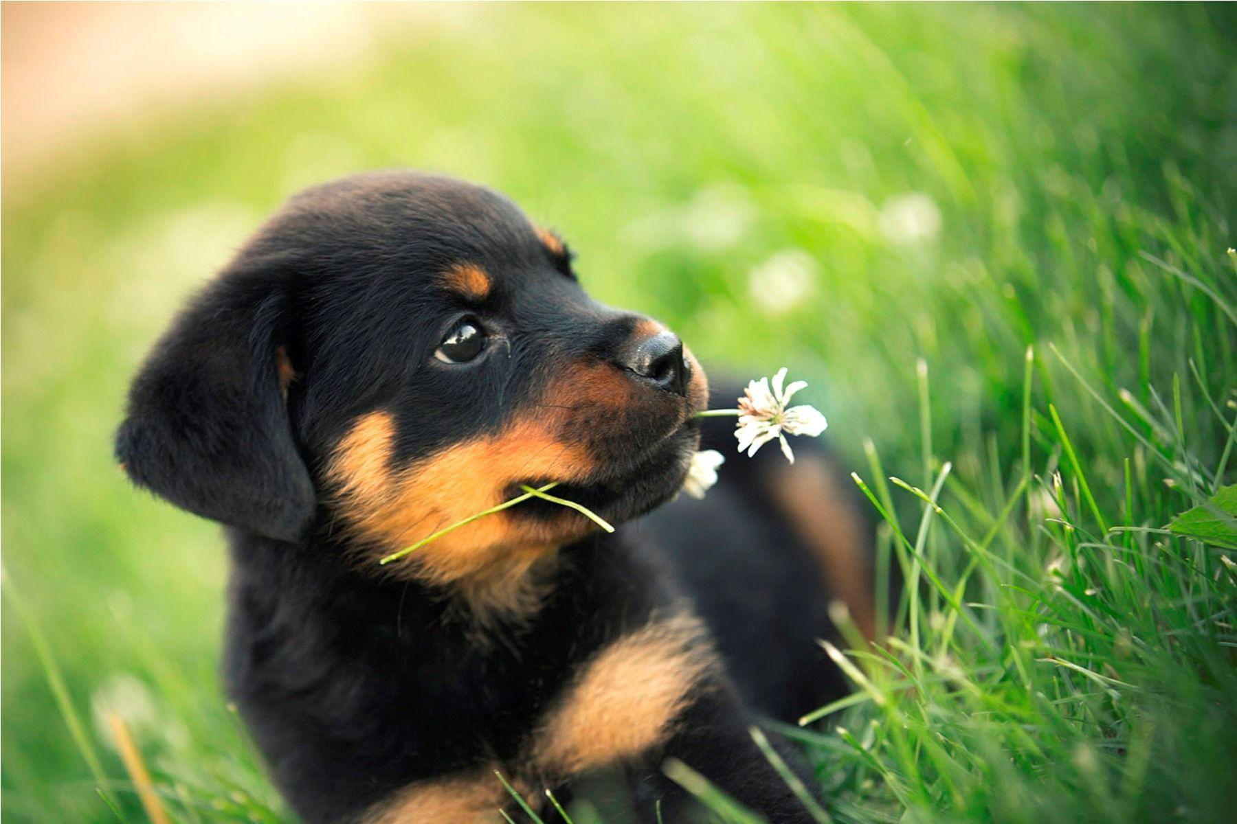 rottweiler small puppy