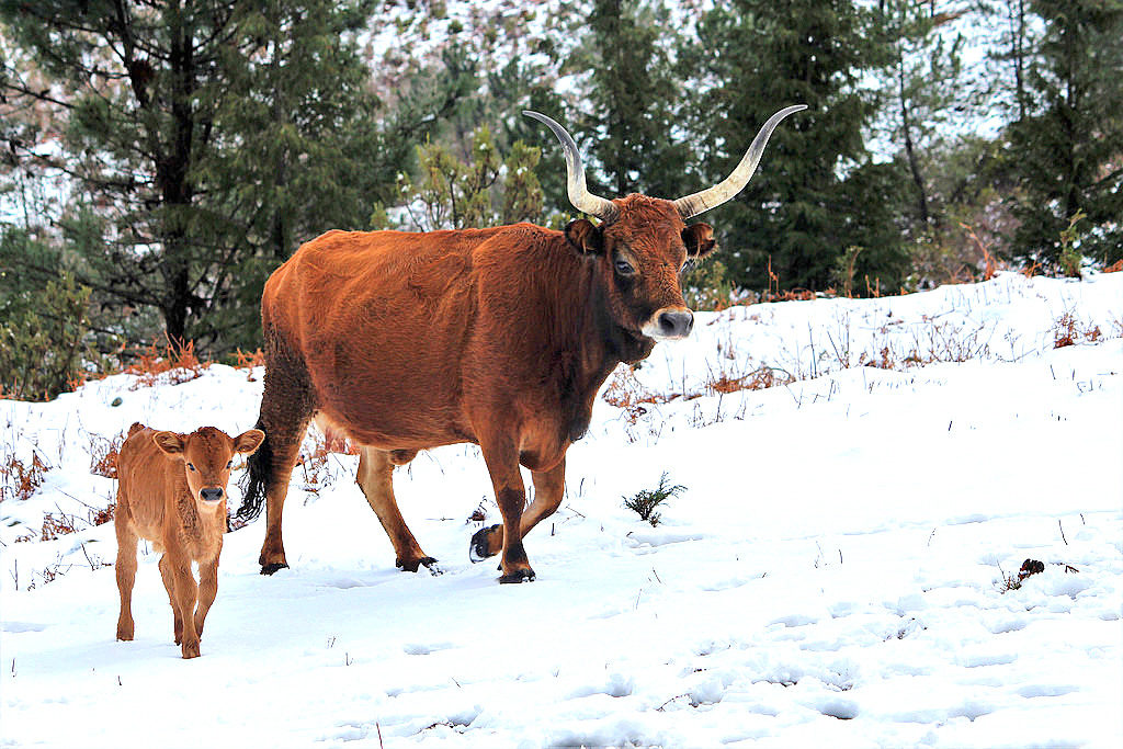 Soajo neve em portugal