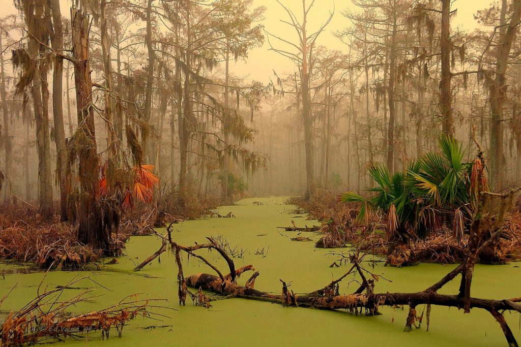 Pântano de Manchac (Louisiana, Estados Unidos)