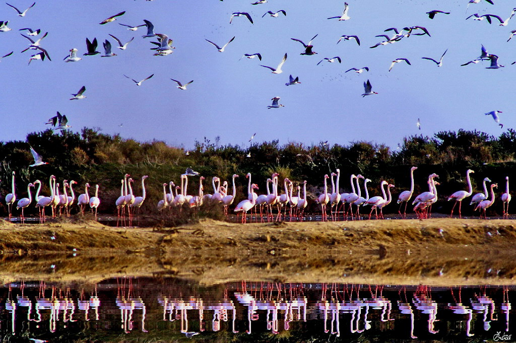 Ria Formosa