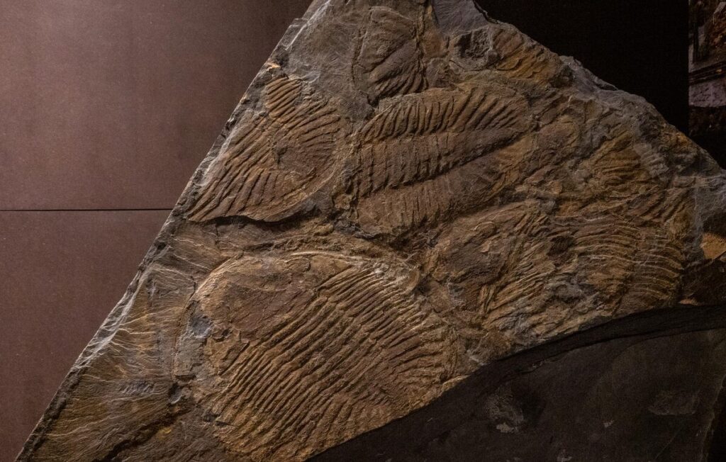 Museu das trilobites