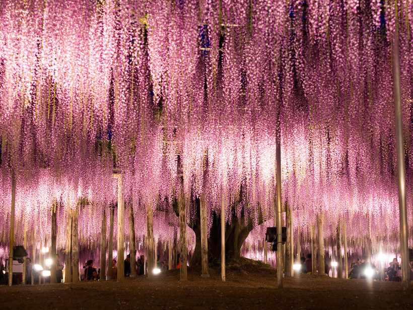 Ashikaga Flower Park: Ashikaga, Japão