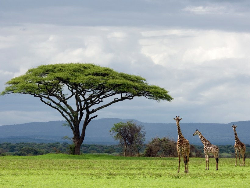 Parque Nacional Serengeti: Tanzânia