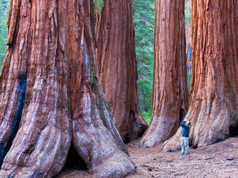 Redwood National Park: Califórnia