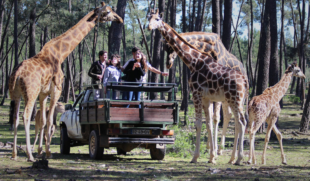 Badoca Safari Park