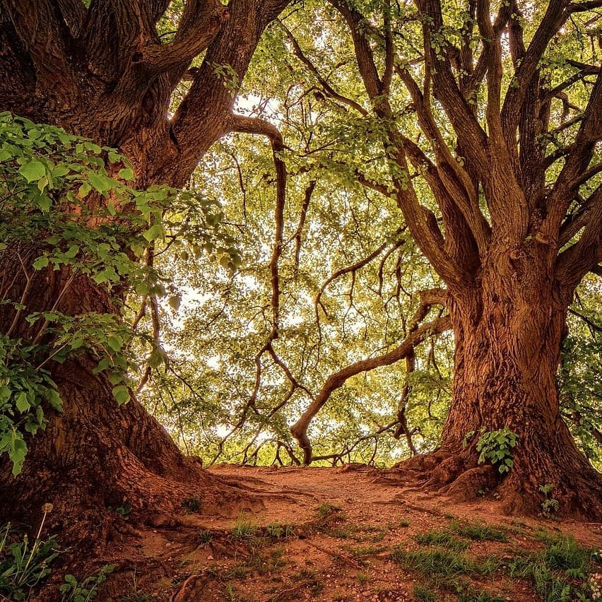 Parque Florestal do Monsanto