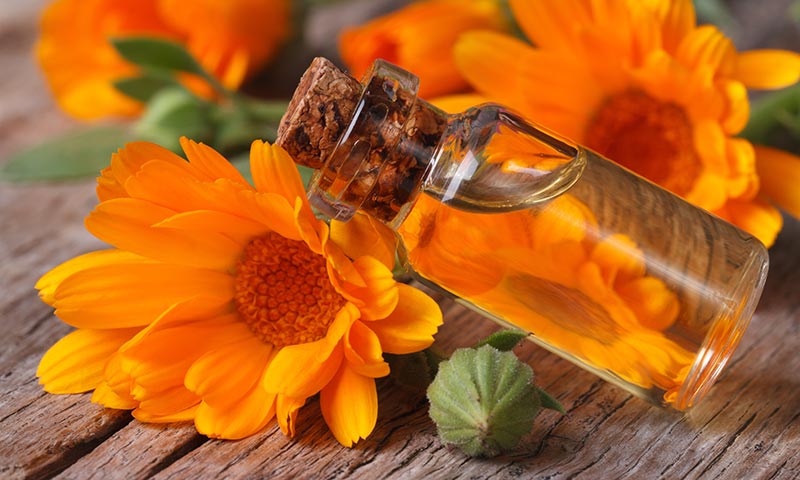 Calêndula (Calendula officinalis)