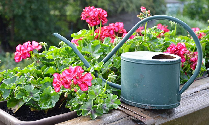 Gerânio (Pelargonium graveolens)