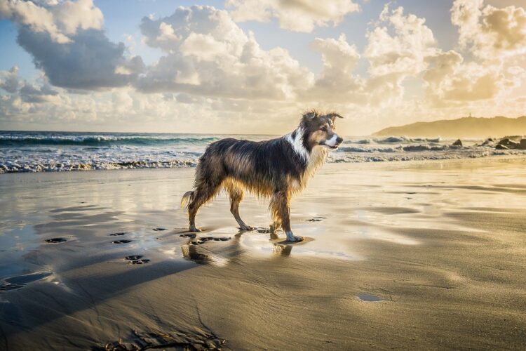 praias para cães