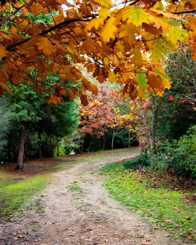 Mata Nacional de Vale de Canas