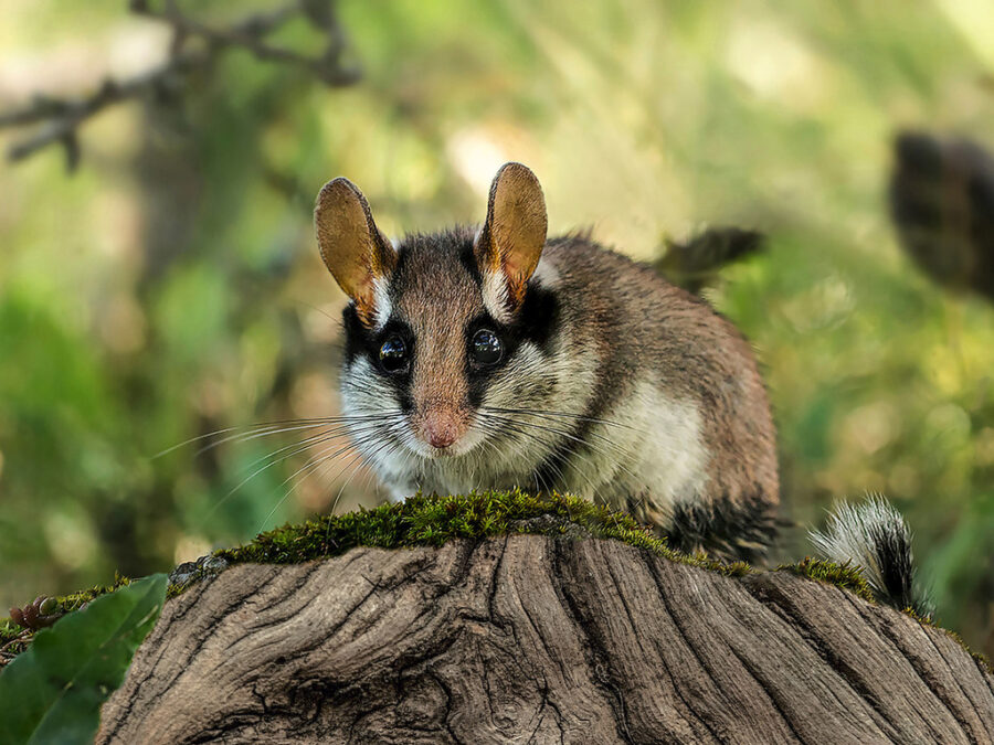 Rato-dos-pomares