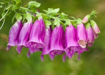 plantas e cogumelos venenosos em portugal