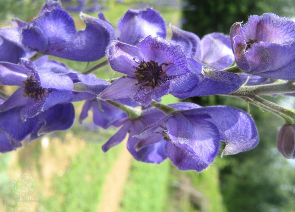 plantas venenosas em portugal