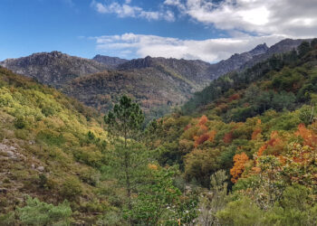 Trilho da Preguiça – Ecologia do Carvalhal (PR10 TBR)