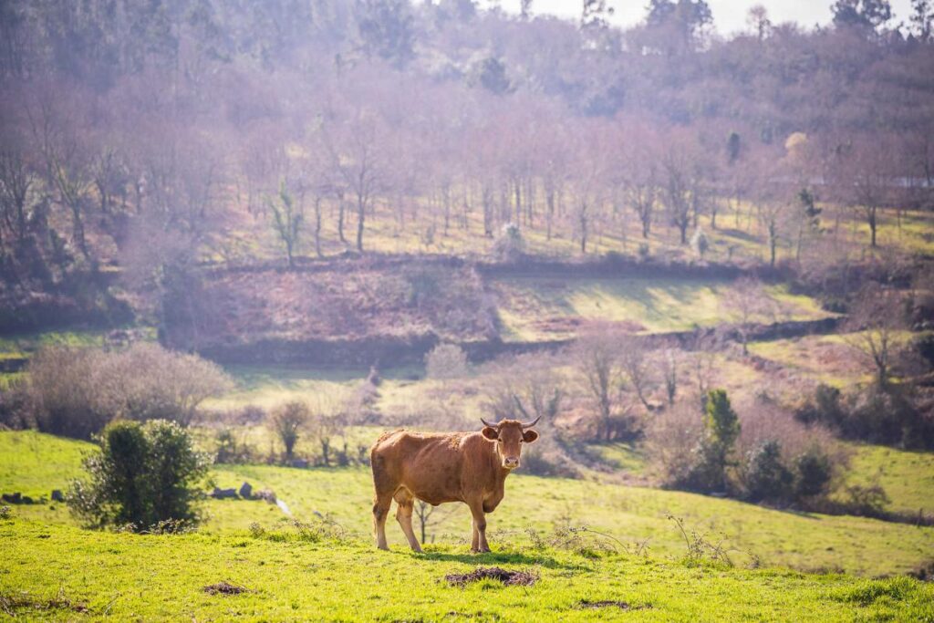 Paredes de Coura