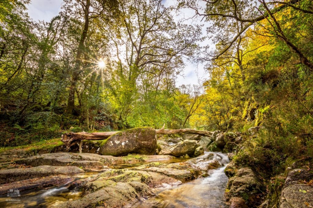 Mata da Albergaria Gerês