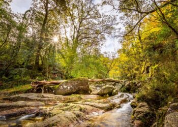 Mata da Albergaria Gerês