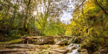 Mata da Albergaria Gerês