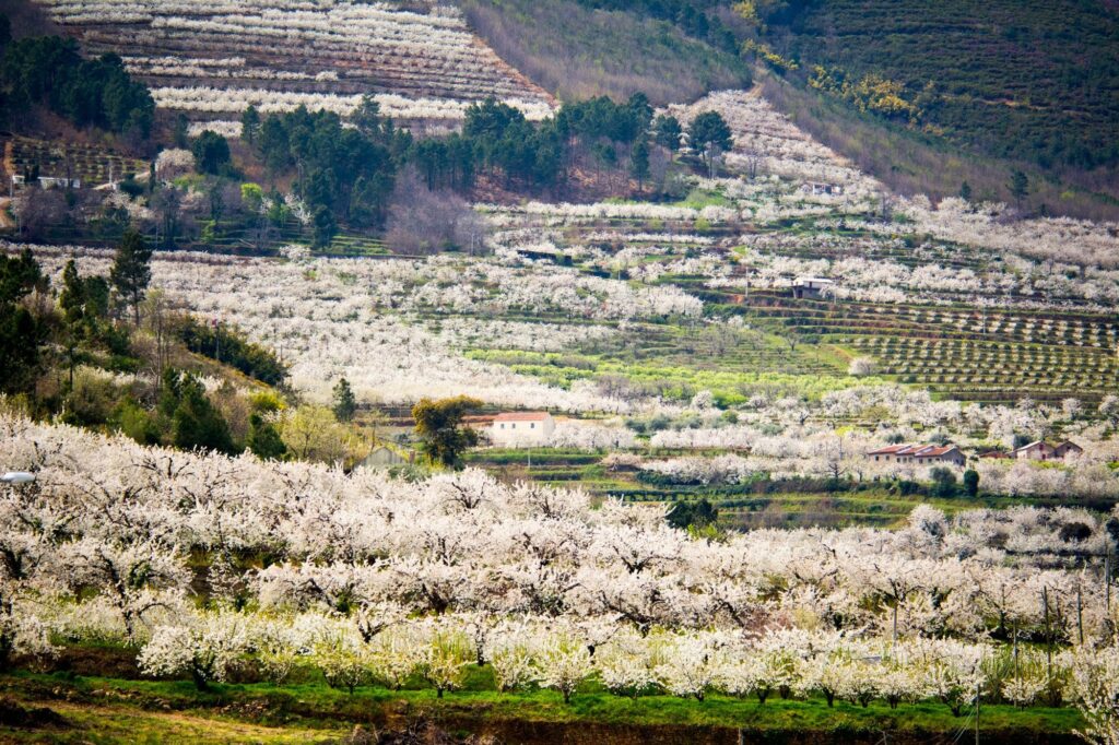 Rota das Cerejas e das Cerejeiras em Flor