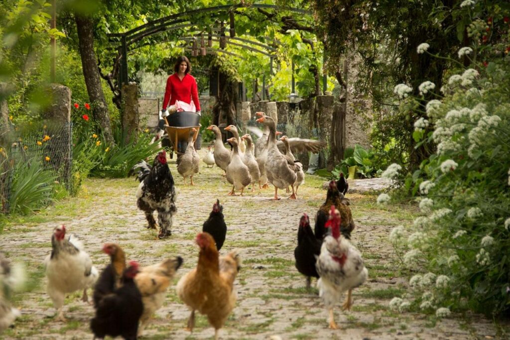 turismo rural com animais e quinta pedagógica