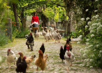 turismo rural com animais e quinta pedagógica