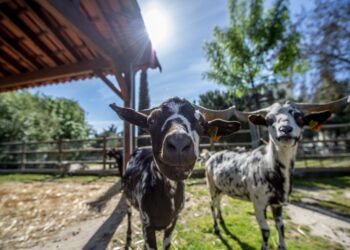quintas pedagógicas em Portugal