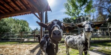 quintas pedagógicas em Portugal