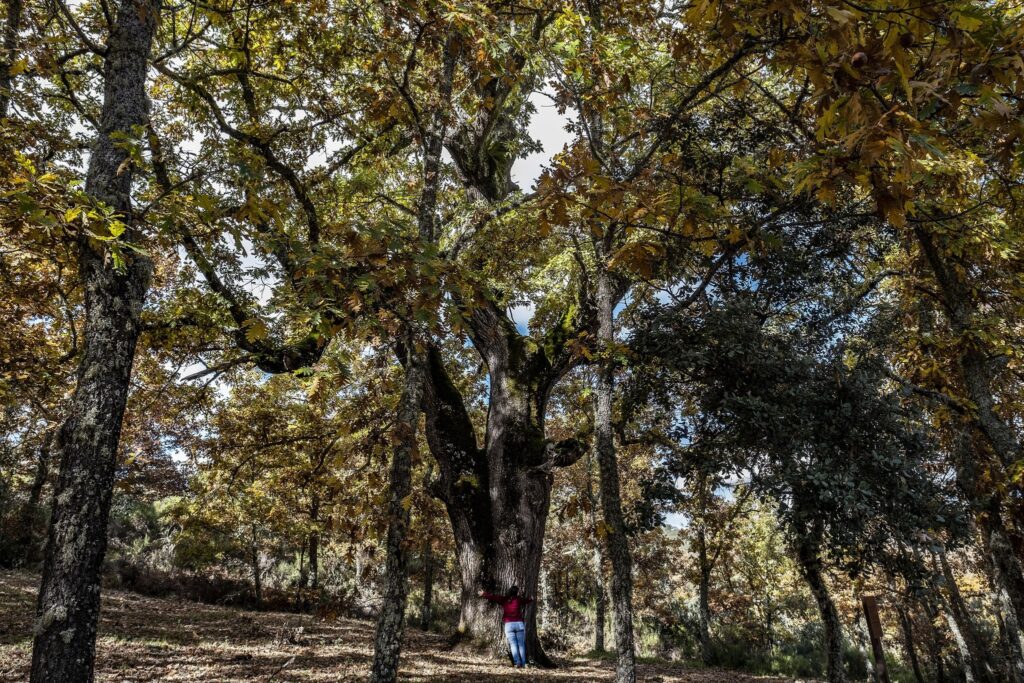 Carvalho negral de Rio de Onor (Bragança)