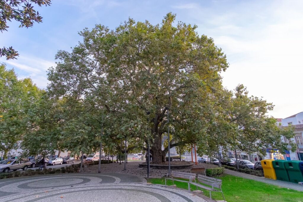 Plátano do Rossio (Portalegre)