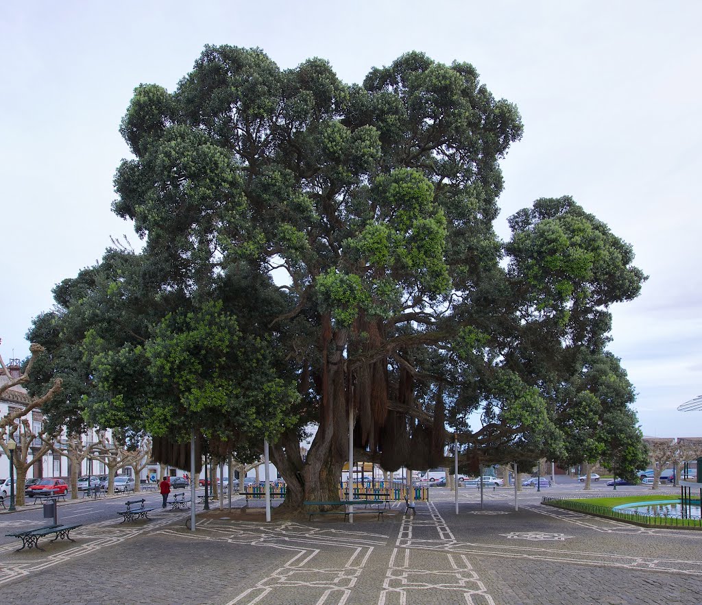 Metrosídero do Campo de São Francisco (Ponta Delgada)