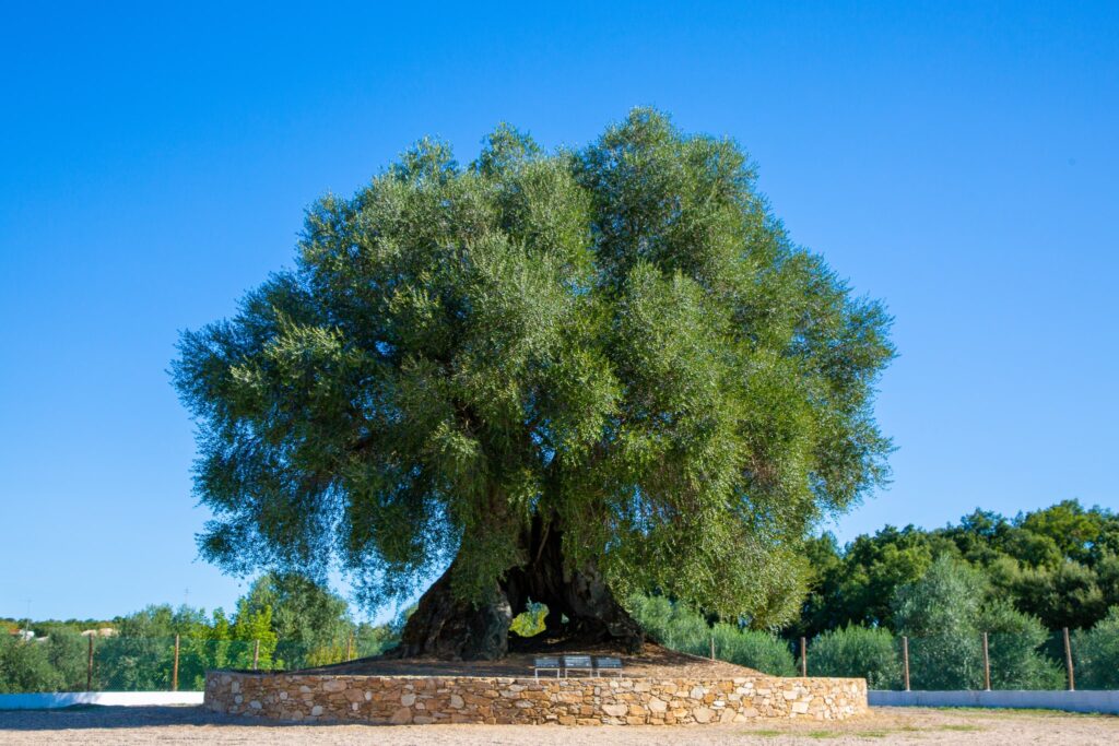 Oliveira mais antiga de Portugal nasceu há 3350 anos, Árvores