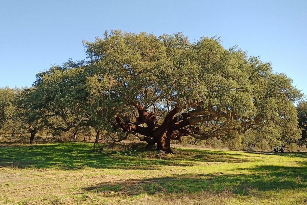 Sobreira Grande (Arraiolos)