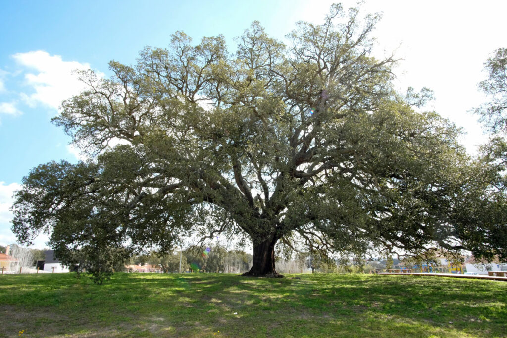 Sobreiro Assobiador (Palmela)